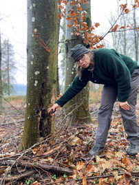 Försterin Kerstin Schmitt zeigt eine kranke Buche im Petrisberger Wald, die gefällt werden muss. Am Stamm der Buche ist zu sehen, wie die Rinde abblättert.