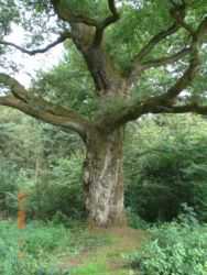 Ein alter Baum im Naturschutzgebiet