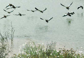 Eine Gruppe Nilgänse in ihrem Revier an einem Kiesweiher der Kenner Flur.