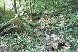 Der Wasserlauf und der Schluchtenwald im Gillenbachtal werden weitgehend der Natur überlassen.