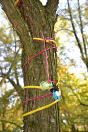 Das Grünflächenamt hat flexible Bänder um den Stamm gewickelt, an die die Kinder ihre Schnuller hängen können. 